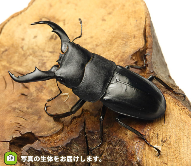 アマミヒラタクワガタの販売・通販│ビートルファーム