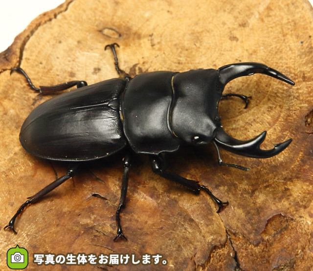 く*ま様 オオクワガタWD 樹液採集個体68㎜ く*ま様 オオクワガタWD 樹液採集個体68㎜ - メルカリ