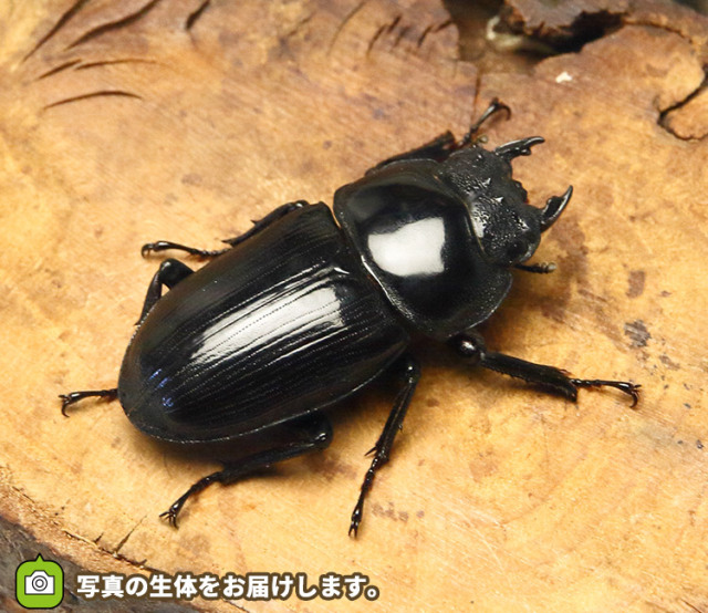 大阪産 野外採取 オオクワガタ