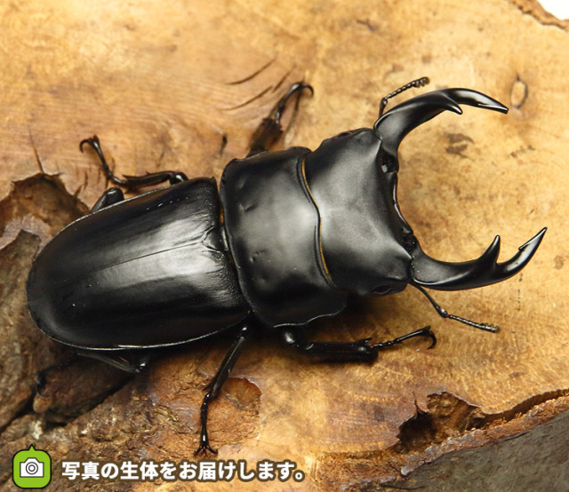 自己採集 長野県 茅野市産 オオクワガタ(右前符節欠け)♂単 61mm前後