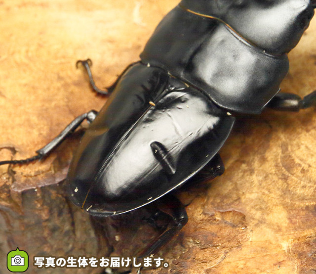 スマトラオオヒラタ　販売　通販　専門店　購入