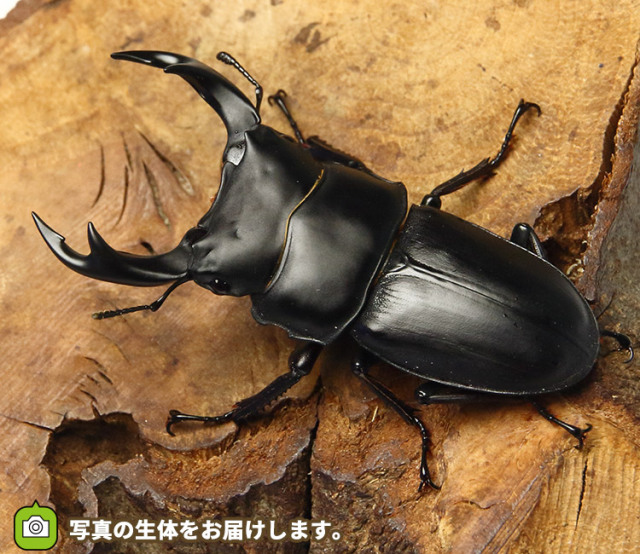 shinya3012超貴重野外採集品オオクワガタペア♂60mm（宮城県産） shinya3012様専用超貴重野外採集品オオクワガタペア♂60mm（宮城