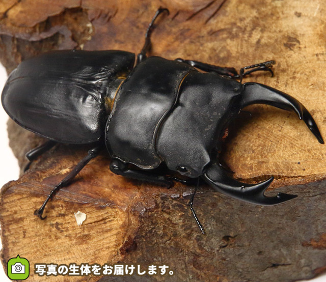 今期ブリードオススメ国産オオクワガタ佐賀産