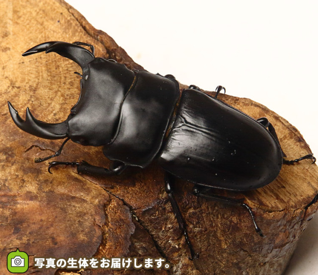 配送も可】天然オオクワガタ ♂♀♀ 山形県産-4