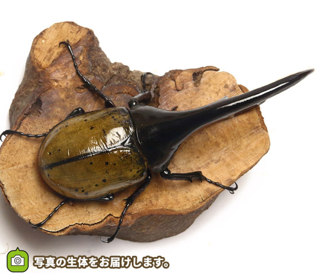 ヘラクレス・ヘラクレス　販売　通販　専門店　購入　ヘラクレスオオカブト