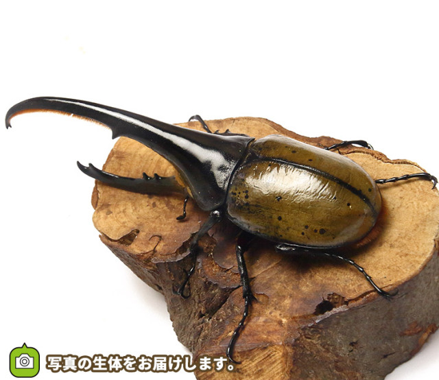 【標本】ヘラクレスオオカブトムシ　グアドループ産　156.3ミリ　飼育品 標本】ヘラクレスオオカブトムシ グアドループ産 156.3ミリ 飼育品