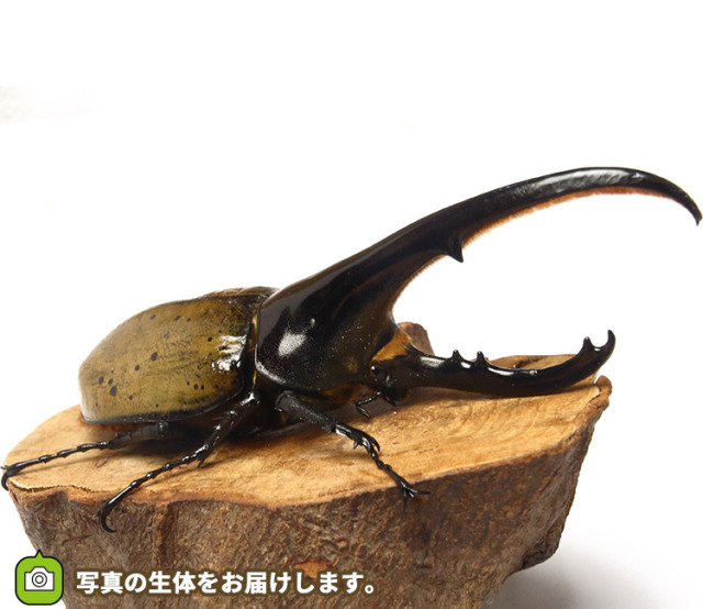 ヘラクレス・ヘラクレス　販売　通販　専門店　購入　ヘラクレスオオカブト