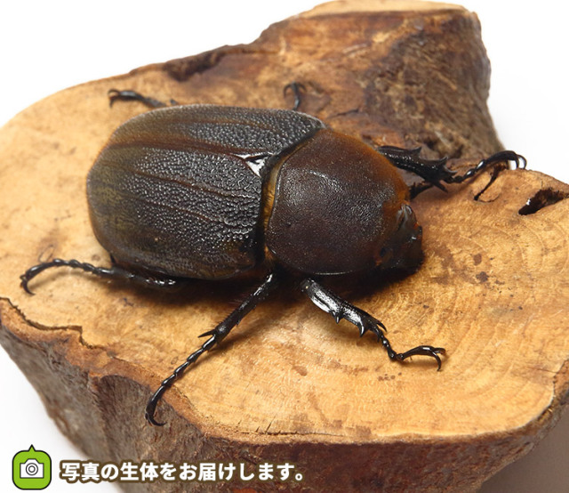 ヘラクレス・ヘラクレス　販売　通販　専門店　購入　ヘラクレスオオカブト