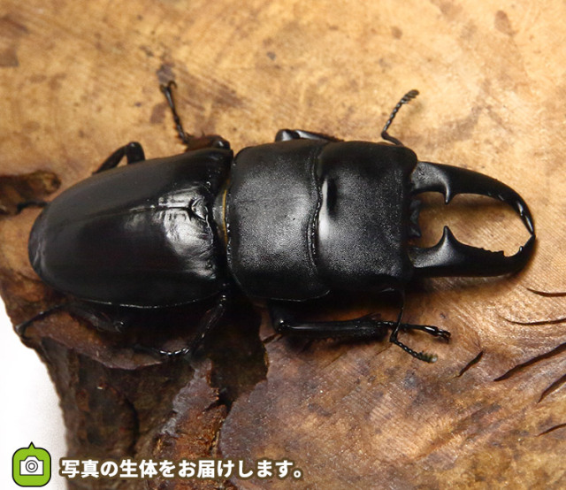p*a様 ヒラタクワガタ 山梨県産WD(天然)標本8頭セット p*a様 ヒラタクワガタ 山梨県産WD(天然)標本8頭セット Amazon |