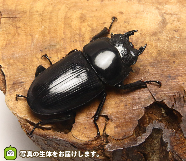 【ふわふわ様とお話し中‼️85㎜オーバー‼️オオクワガタ♂️単品】 ふわふわ様とお話し中‼️85㎜オーバー‼️オオクワガタ♂️単品】