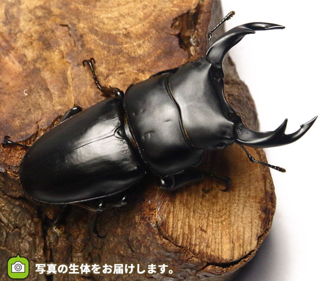 【野外品】滋賀県オオクワガタWD特大サイズ 野外品】滋賀県オオクワガタWD特大サイズ