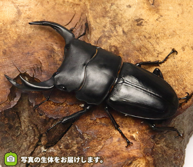 国産オオクワガタ 大阪府能勢産│ビートルファーム 