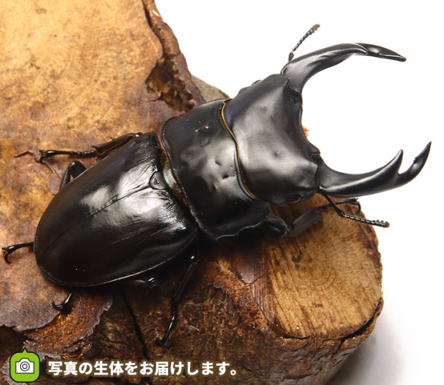 国産オオクワガタ 大阪府能勢産│ビートルファーム 