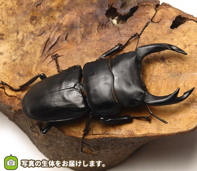 国産オオクワガタ 大阪府能勢産│ビートルファーム 