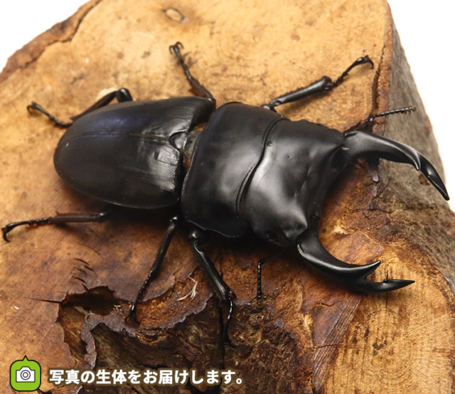 大阪産 野外天然オオクワガタ