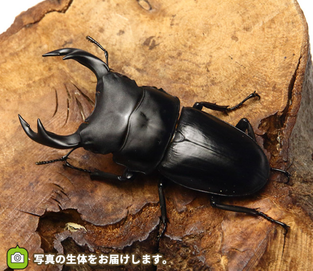 ☆ 自己採取個体 福島県産 オオクワガタ(オオ クワガタ)WDペア
