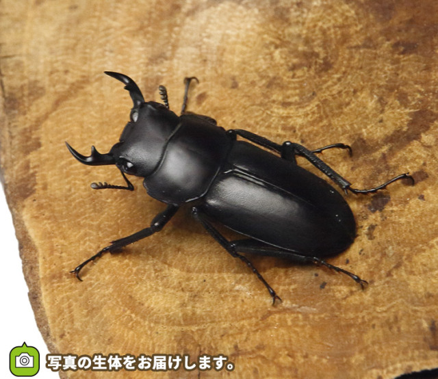 トクノシマコクワガタ　販売　通販　専門店　購入