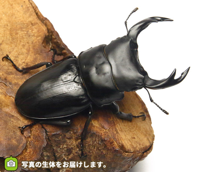 ☆ 自己採取個体 福島県産 オオクワガタ(オオ クワガタ)WDペア