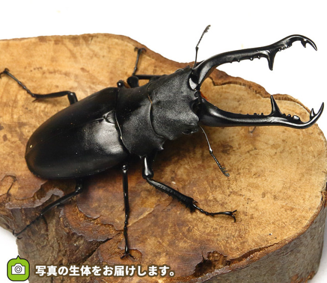 国産オオクワガタ 宮城県産ペア販売│ビートルファーム