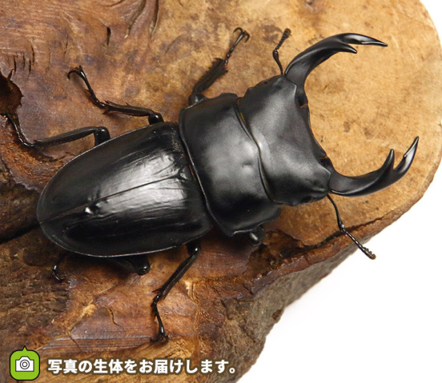 国産オオクワガタ岩手県産ペア販売│ビートルファーム 