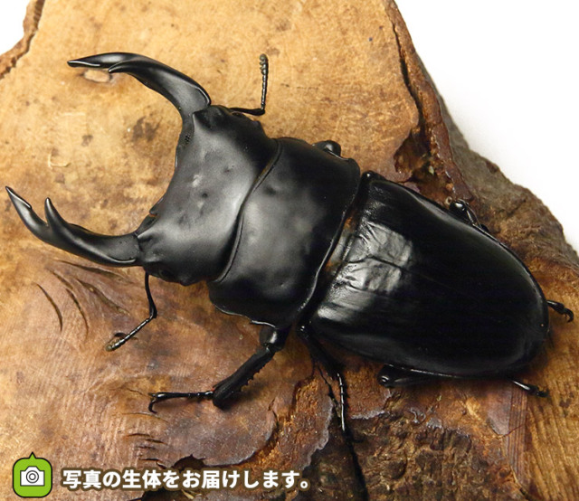 国産オオクワガタ　福岡県久留米市産　販売　通販　専門店　購入