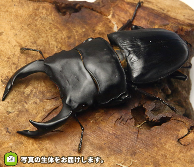 国産オオクワガタ　福岡県久留米市産　販売　通販　専門店　購入