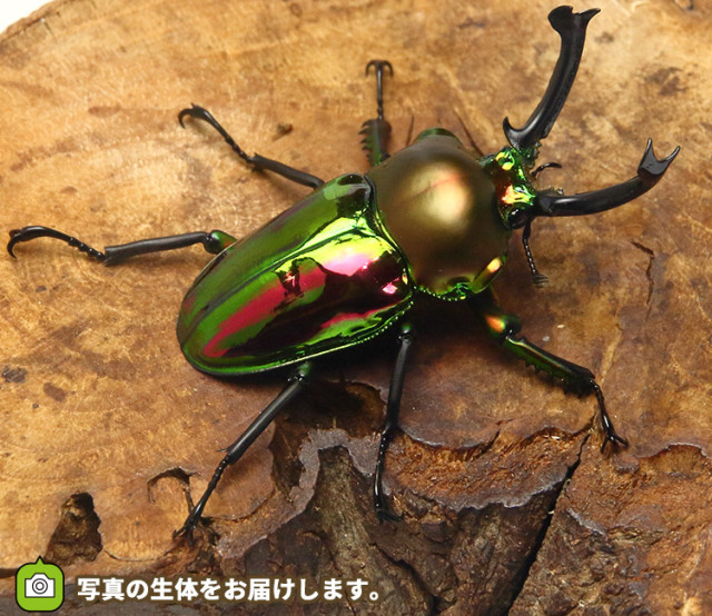 ★ニジイロクワガタ　標本　野外品　ペア　UVカットドイツ標本箱付き ☆ニジイロクワガタ 標本 野外品 ペア UVカットドイツ標本箱付き