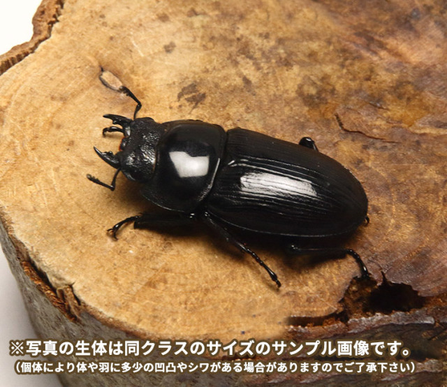 【大特価】【大珍品】新潟県産オオクワガタメスWD41㎜標本 大特価】【大珍品】新潟県産オオクワガタメスWD41㎜標本