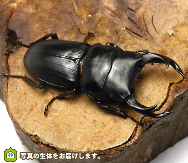 国産オオクワガタ山形県産ペア販売│ビートルファーム 