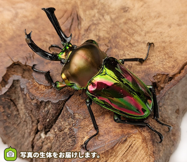 ニジイロクワガタ　販売　通販　専門店　購入