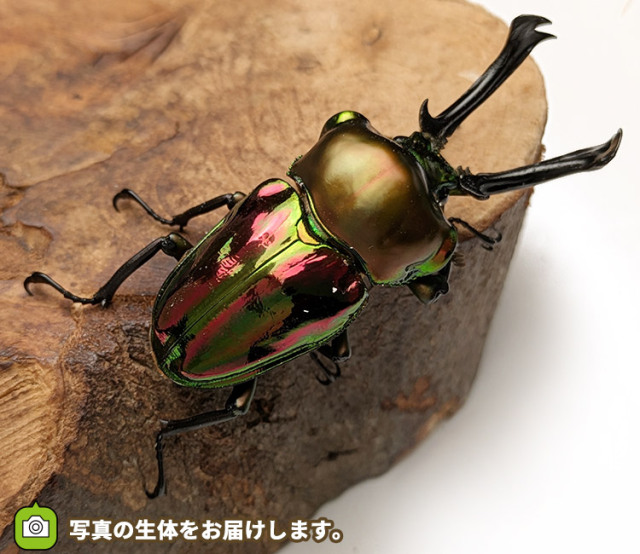 ニジイロクワガタ　販売　通販　専門店　購入