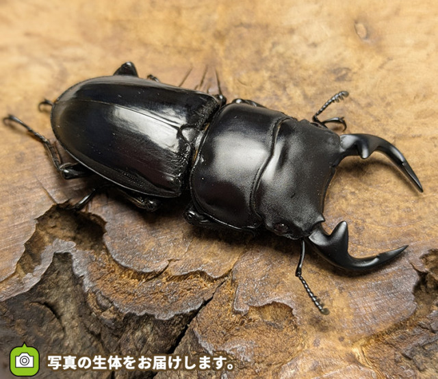 グランディスオオクワガタ　インド・マニプール産　販売　通販　専門店　購入