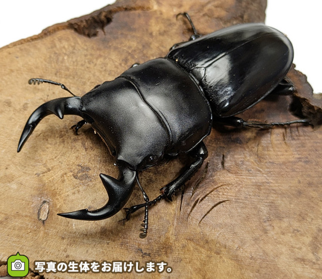 グランディスオオクワガタ　インド・マニプール産　販売　通販　専門店　購入