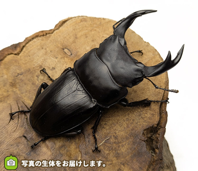 国産オオクワガタ　福島県伊南村産　販売　通販　専門店　購入
