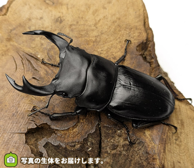 国産オオクワガタ　福島県伊南村産　販売　通販　専門店　購入