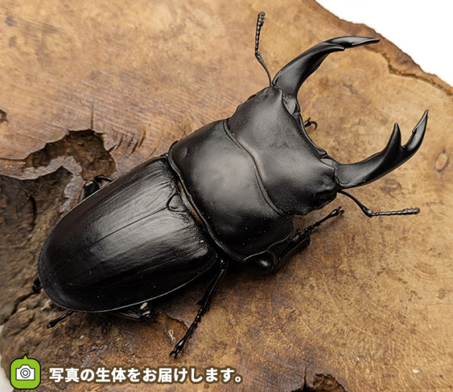 国産オオクワガタ　福島県伊南村産　販売　通販　専門店　購入