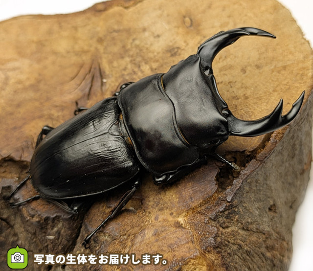 国産オオクワガタ　福島県伊南村産　販売　通販　専門店　購入