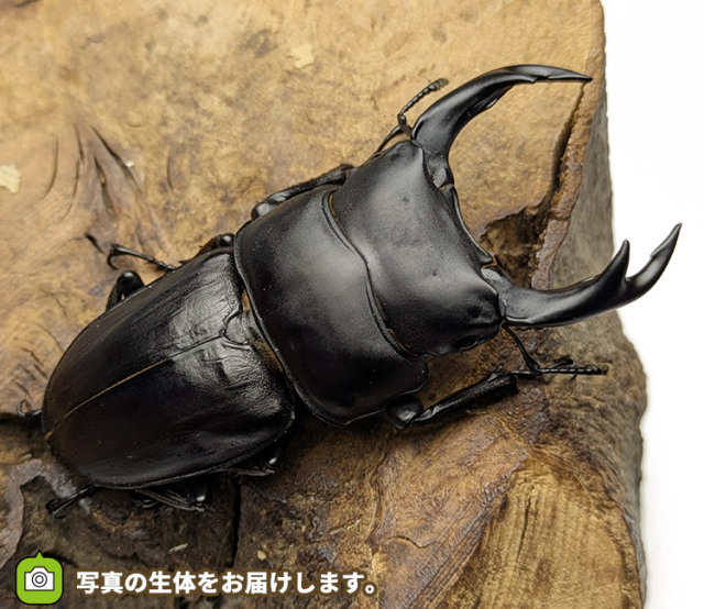 国産オオクワガタ　福島県伊南村産　販売　通販　専門店　購入