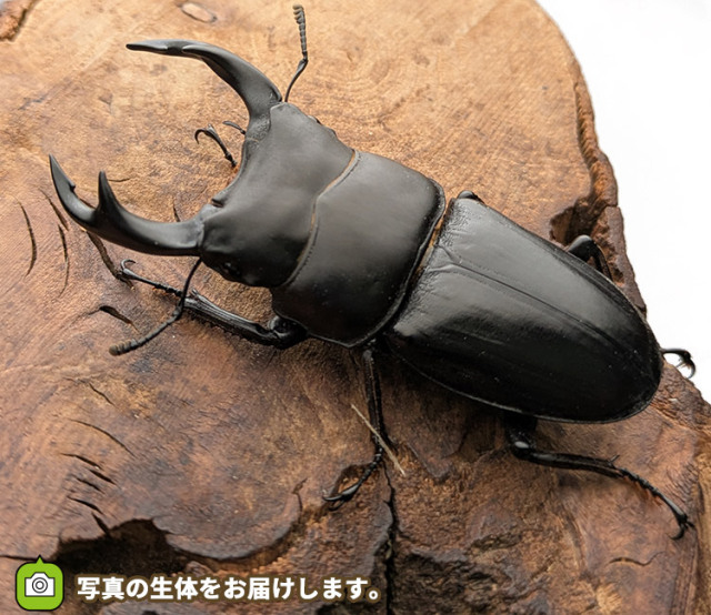 国産オオクワガタ　新潟県柏崎市産　販売　通販　専門店　購入