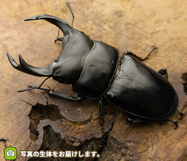 国産オオクワガタ　新潟県柏崎市産　販売　通販　専門店　購入