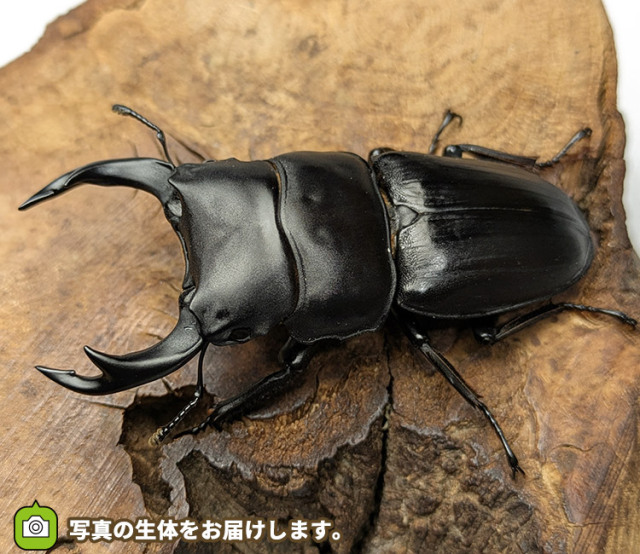 国産オオクワガタ　宮城県栗原市産　販売　通販　専門店　購入