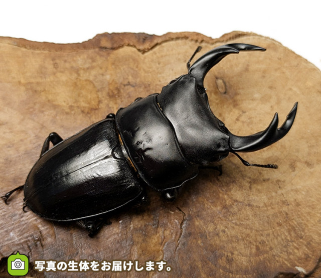 国産オオクワガタ　販売　通販　専門店　購入