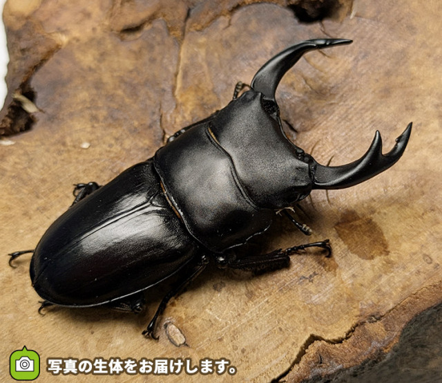 国産オオクワガタ　販売　通販　専門店　購入