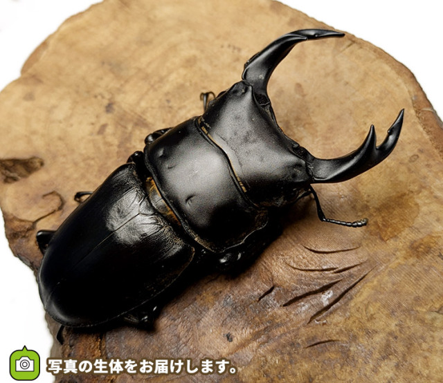 国産オオクワガタ　販売　通販　専門店　購入