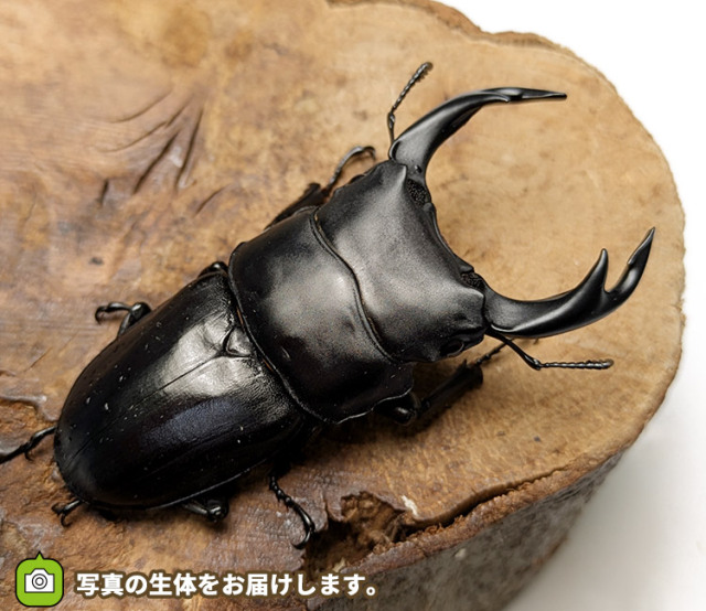 国産オオクワガタ　販売　通販　専門店　購入
