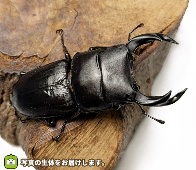 国産オオクワガタ　販売　通販　専門店　購入