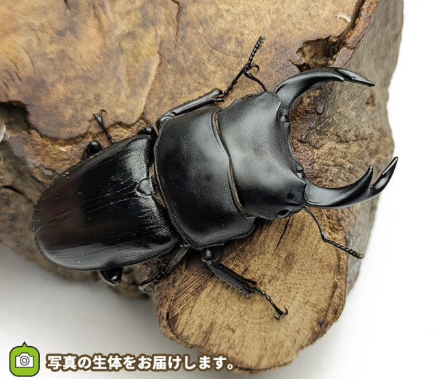 国産オオクワガタ　販売　通販　専門店　購入