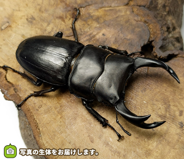国産オオクワガタ　販売　通販　専門店　購入