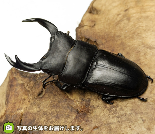 国産オオクワガタ　販売　通販　専門店　購入