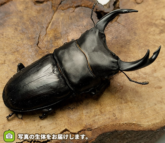 国産オオクワガタ　販売　通販　専門店　購入